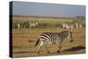 Common zebras, Amboseli National Park, Kenya.-Sergio Pitamitz-Stretched Canvas