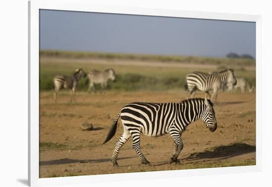 Common zebras, Amboseli National Park, Kenya.-Sergio Pitamitz-Framed Photographic Print