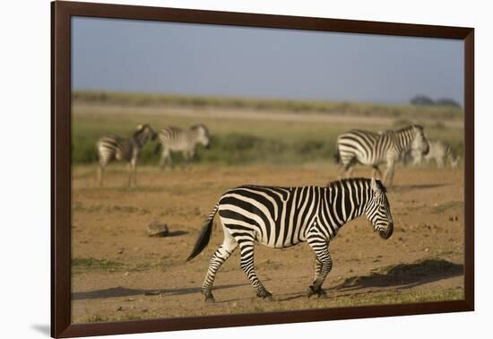 Common zebras, Amboseli National Park, Kenya.-Sergio Pitamitz-Framed Photographic Print