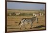 Common zebras, Amboseli National Park, Kenya.-Sergio Pitamitz-Framed Photographic Print