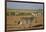 Common zebras, Amboseli National Park, Kenya.-Sergio Pitamitz-Framed Photographic Print