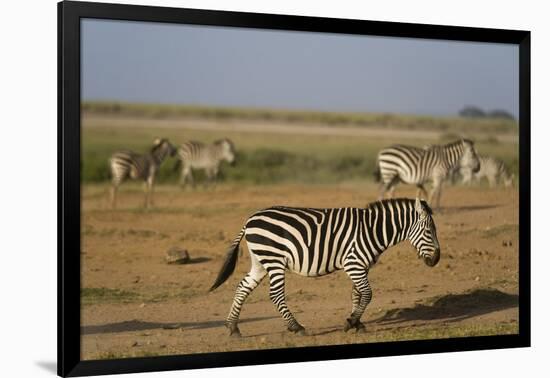 Common zebras, Amboseli National Park, Kenya.-Sergio Pitamitz-Framed Photographic Print