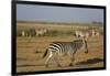 Common zebras, Amboseli National Park, Kenya.-Sergio Pitamitz-Framed Photographic Print