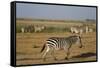 Common zebras, Amboseli National Park, Kenya.-Sergio Pitamitz-Framed Stretched Canvas