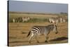 Common zebras, Amboseli National Park, Kenya.-Sergio Pitamitz-Stretched Canvas