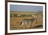 Common zebras, Amboseli National Park, Kenya.-Sergio Pitamitz-Framed Photographic Print