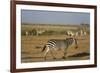 Common zebras, Amboseli National Park, Kenya.-Sergio Pitamitz-Framed Photographic Print