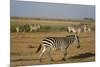 Common zebras, Amboseli National Park, Kenya.-Sergio Pitamitz-Mounted Photographic Print