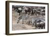 Common Zebras and Wildebeest Approaching the River Mara, Masai Mara, Kenya-Sergio Pitamitz-Framed Photographic Print