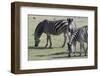 Common Zebras (Equus Quagga), Chobe National Park, Botswana, Africa-Sergio Pitamitz-Framed Photographic Print