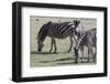 Common Zebras (Equus Quagga), Chobe National Park, Botswana, Africa-Sergio Pitamitz-Framed Photographic Print