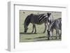 Common Zebras (Equus Quagga), Chobe National Park, Botswana, Africa-Sergio Pitamitz-Framed Photographic Print