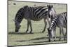 Common Zebras (Equus Quagga), Chobe National Park, Botswana, Africa-Sergio Pitamitz-Mounted Photographic Print