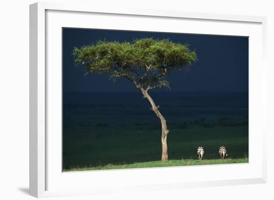 Common Zebras Storm Clouds-null-Framed Photographic Print