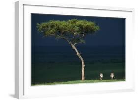 Common Zebras Storm Clouds-null-Framed Photographic Print