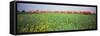 Commuter Train Passing Through Oilseed Rape Fields, Baden-Wurttemberg, Germany-null-Framed Stretched Canvas