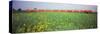 Commuter Train Passing Through Oilseed Rape Fields, Baden-Wurttemberg, Germany-null-Stretched Canvas