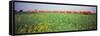 Commuter Train Passing Through Oilseed Rape Fields, Baden-Wurttemberg, Germany-null-Framed Stretched Canvas