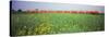 Commuter Train Passing Through Oilseed Rape Fields, Baden-Wurttemberg, Germany-null-Stretched Canvas