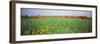 Commuter Train Passing Through Oilseed Rape Fields, Baden-Wurttemberg, Germany-null-Framed Photographic Print