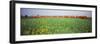 Commuter Train Passing Through Oilseed Rape Fields, Baden-Wurttemberg, Germany-null-Framed Photographic Print