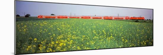 Commuter Train Passing Through Oilseed Rape Fields, Baden-Wurttemberg, Germany-null-Mounted Photographic Print