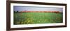 Commuter Train Passing Through Oilseed Rape Fields, Baden-Wurttemberg, Germany-null-Framed Photographic Print