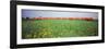 Commuter Train Passing Through Oilseed Rape Fields, Baden-Wurttemberg, Germany-null-Framed Photographic Print