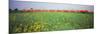 Commuter Train Passing Through Oilseed Rape Fields, Baden-Wurttemberg, Germany-null-Mounted Photographic Print