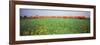 Commuter Train Passing Through Oilseed Rape Fields, Baden-Wurttemberg, Germany-null-Framed Photographic Print