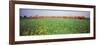 Commuter Train Passing Through Oilseed Rape Fields, Baden-Wurttemberg, Germany-null-Framed Photographic Print