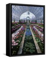 Como Park Conservatory, St. Paul, Minnesota, USA-null-Framed Stretched Canvas