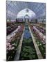 Como Park Conservatory, St. Paul, Minnesota, USA-null-Mounted Premium Photographic Print