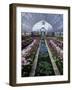 Como Park Conservatory, St. Paul, Minnesota, USA-null-Framed Photographic Print