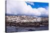 Comorants on an Island in the Beagle Channel, Ushuaia, Tierra Del Fuego, Argentina, South America-Michael Runkel-Stretched Canvas