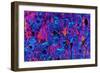 Compact Bone, Light Micrograph-Dr. Keith Wheeler-Framed Photographic Print