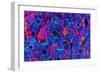 Compact Bone, Light Micrograph-Dr. Keith Wheeler-Framed Photographic Print