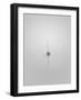 Companions-Nicholas Bell-Framed Photographic Print