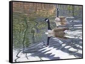 Companions-Bruce Dumas-Framed Stretched Canvas