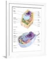 Comparative Illustration of Plant and Animal Cell Anatomy (With Labels)-null-Framed Art Print