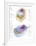 Comparative Illustration of Plant and Animal Cell Anatomy (With Labels)-null-Framed Art Print