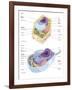 Comparative Illustration of Plant and Animal Cell Anatomy (With Labels)-null-Framed Art Print