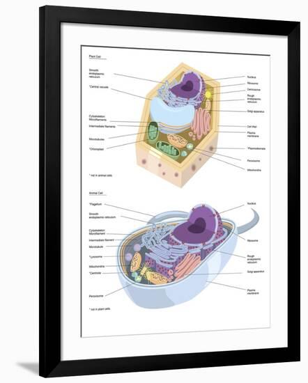 Comparative Illustration of Plant and Animal Cell Anatomy (With Labels)-null-Framed Art Print