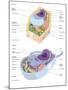 Comparative Illustration of Plant and Animal Cell Anatomy (With Labels)-null-Mounted Art Print