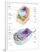 Comparative Illustration of Plant and Animal Cell Anatomy (With Labels)-null-Framed Art Print