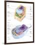 Comparative Illustration of Plant and Animal Cell Anatomy (With Labels)-null-Framed Art Print
