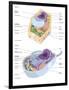 Comparative Illustration of Plant and Animal Cell Anatomy (With Labels)-null-Framed Art Print