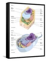 Comparative Illustration of Plant and Animal Cell Anatomy (With Labels)-null-Framed Stretched Canvas