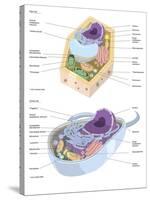 Comparative Illustration of Plant and Animal Cell Anatomy (With Labels)-null-Stretched Canvas