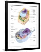 Comparative Illustration of Plant and Animal Cell Anatomy (With Labels)-null-Framed Art Print